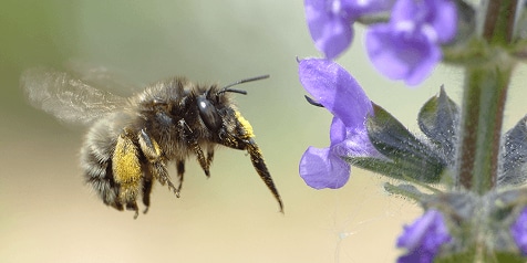 Honingbij vliegt naar paarse bloem