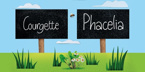 Bordjes met de woorden 'Courgette' en 'Phacelia' in een getekend landschap met gras en een bij.