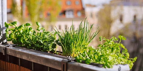 Kruidenplanten op een zonnig balkon in een stadomgeving