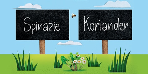 Tekening van spinazie en koriander op schoolborden in een grasveld.