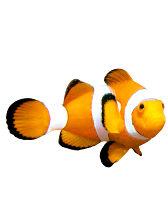 Clownvis vis op een witte achtergrond