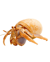 Heremietkreeft zonder achtergrond