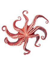 Octopus met gespreide tentakels
