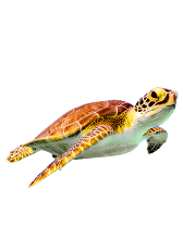 Zeeschildpad zwemmend in open water