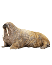 Walrus met lange slagtanden liggend op een witte achtergrond