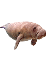Zeekoe in het water