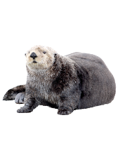 Zeeotter liggend op zijn buik