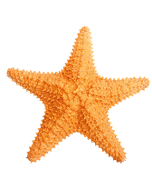 Oranje zeester op een witte achtergrond