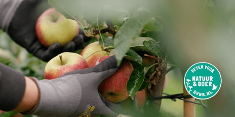 Hands met handschoenen plukken rode en gele appels van een boom, met een "Beter voor Natuur & Boer" keurmerk zichtbaar aan de rechterkant.