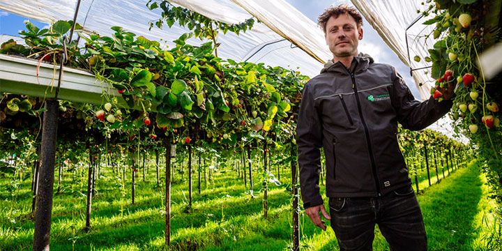 Aardbeienkweker Verkuijlen