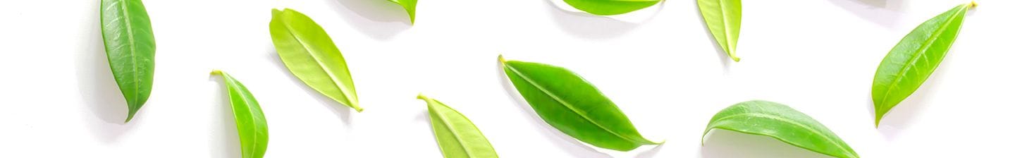 Groene blaadjes op een witte achtergrond