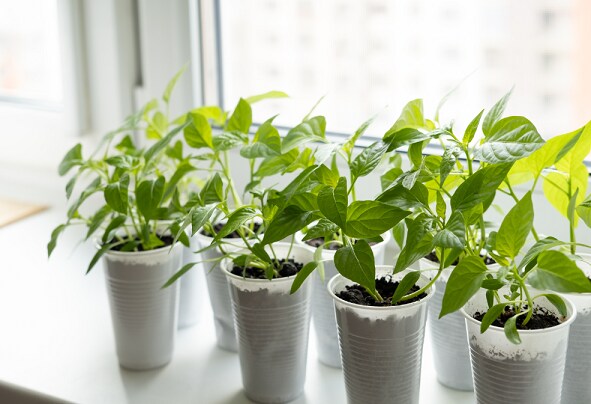 Moestuin op je balkon of in de vensterbank