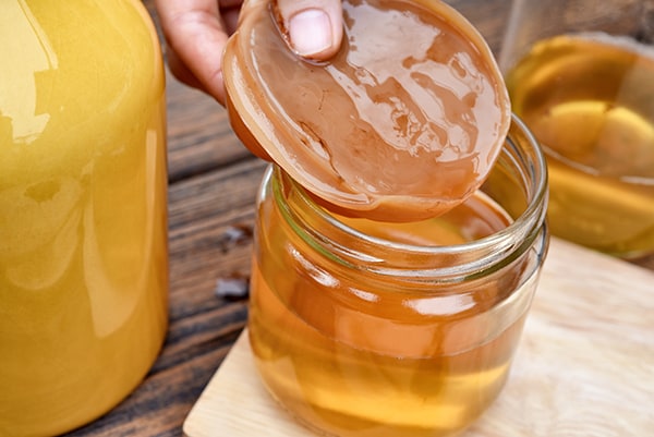 De zwam (ook wel scoby) van kombucha