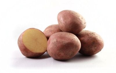 Aardappelras Bildstar