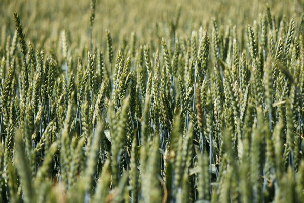 granen in veld