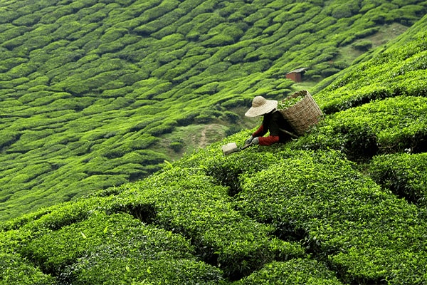 Groene thee oogsten