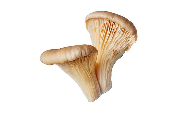 2 oesterzwammen