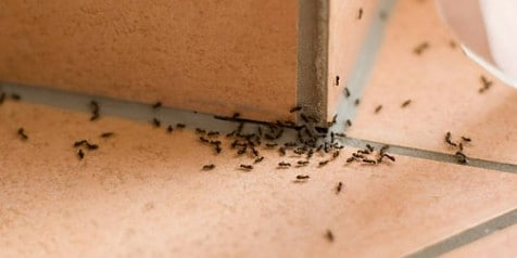Mieren op tegelvloer bij hoek van de muur