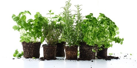 Kruidenpotjes