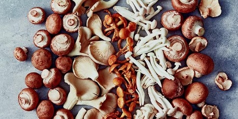 Verschillende soorten paddenstoelen verspreid over een grijs oppervlak