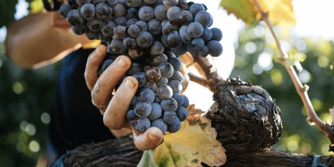 Hand plukt blauwe druiven aan wijnstok in wijngaard