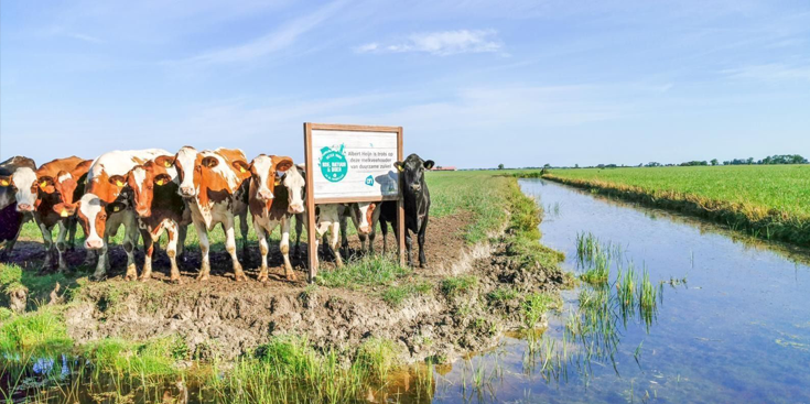 Koeien bij een bord in een Nederlands weiland naast een sloot op een zonnige dag.