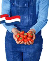 Persoon in blauwe overall houdt verse aardbeien vast met Nederlandse vlag op de achtergrond.