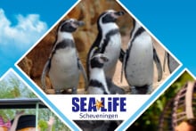 Pinguïns bij SEA LIFE Scheveningen