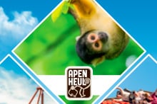 Aap in een groene omgeving met het logo van Apenheul op de voorgrond