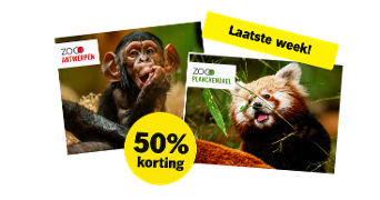 Afbeelding van een promotie voor 50% korting op tickets voor Zoo Antwerpen en Zoo Planckendael, met foto's van een chimpansee en een rode panda en de tekst "Laatste week!"