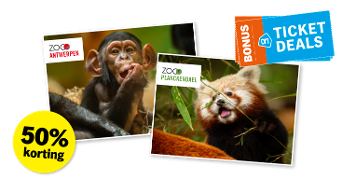 Twee foto’s met een jonge chimpansee van ZOO Antwerpen en een rode panda van ZOO Planckendael, naast een blauwe banner met "Bonus Ticket Deals" en een gele cirkel met "50% korting".