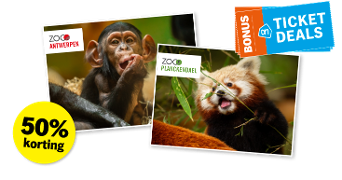 Foto’s van een jonge chimpansee in ZOO Antwerpen en een rode panda in ZOO Planckendael, met een opvallende actie van 50% korting op entreetickets via Albert Heijn Bonus Ticket Deals.