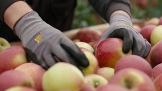 Werknemer met handschoenen sorteert rode en groene appels in een kist.