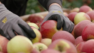 Persoon in handschoenen kiest vers geoogste appels.