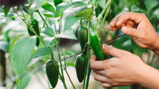 Handen die groene pepers oogsten aan een peperplant in een tuin