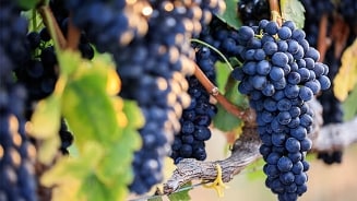 zelf wijn maken - druivensoorten