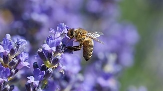 Bij op lavendelbloem in bloei