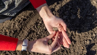 Handen met zaden boven aarde, klaar om te planten