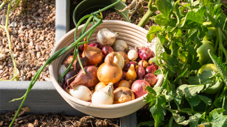 Mand met verse uien, sjalotten en knoflook in een moestuin.