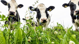 Koeien in de wei omringd door groen gras en wilde bloemen