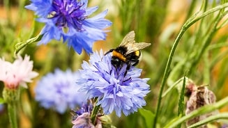 bij op een bloem