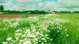Bloemenweide met molen op de achtergrond