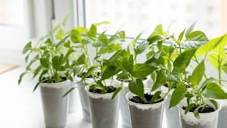 Jonge plantjes in potjes op een vensterbank voor een moestuin binnen.