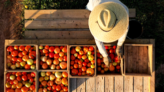 Boer met strohoed sorteert tomaten in houten kratten op een houten vloer.