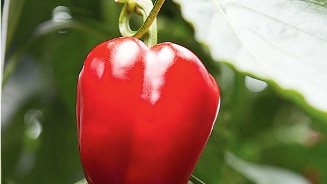 Rode paprika aan de plant