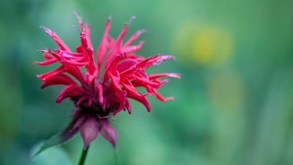 Rode bloem in close-up met groene achtergrond