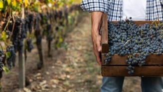 Persoon in wijngaard met een houten kist vol vers geplukte blauwe druiven