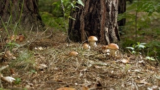 Paddenstoelen groeiend aan de voet van een boom in een bosrijke omgeving.
