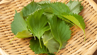 Groene shiso bladeren