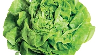 Krop groene sla